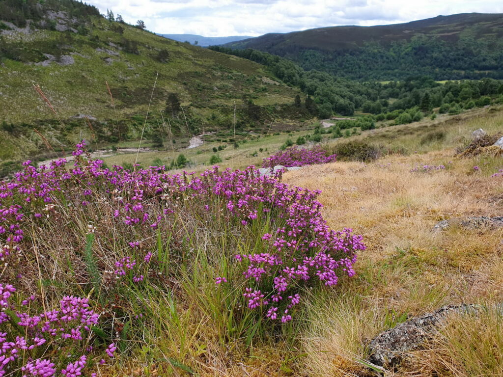 Erica cinerea in the Cairngorms