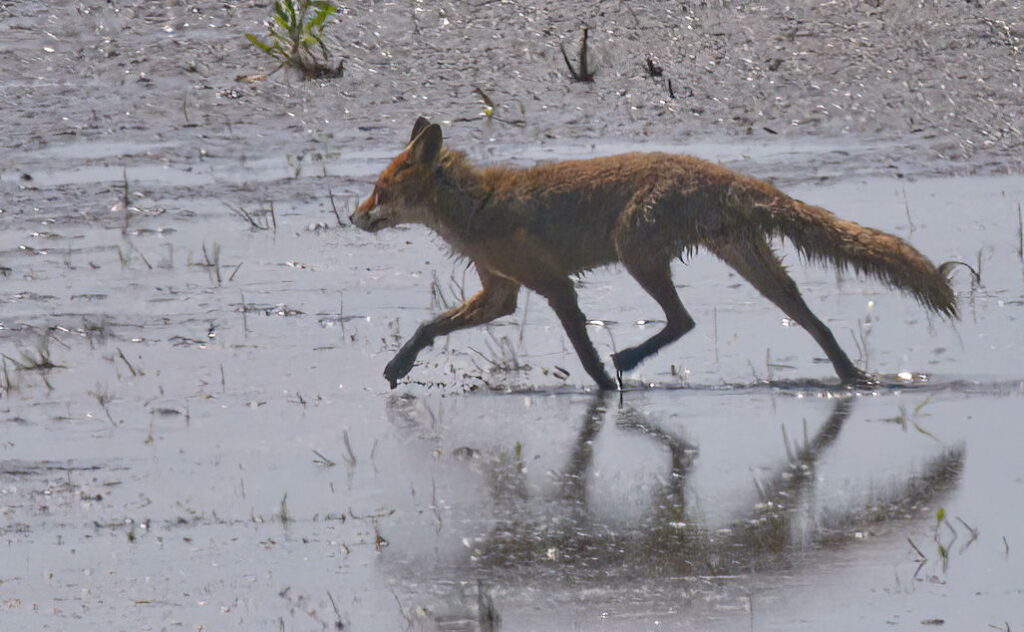 Fox, Oostvaardersplassen