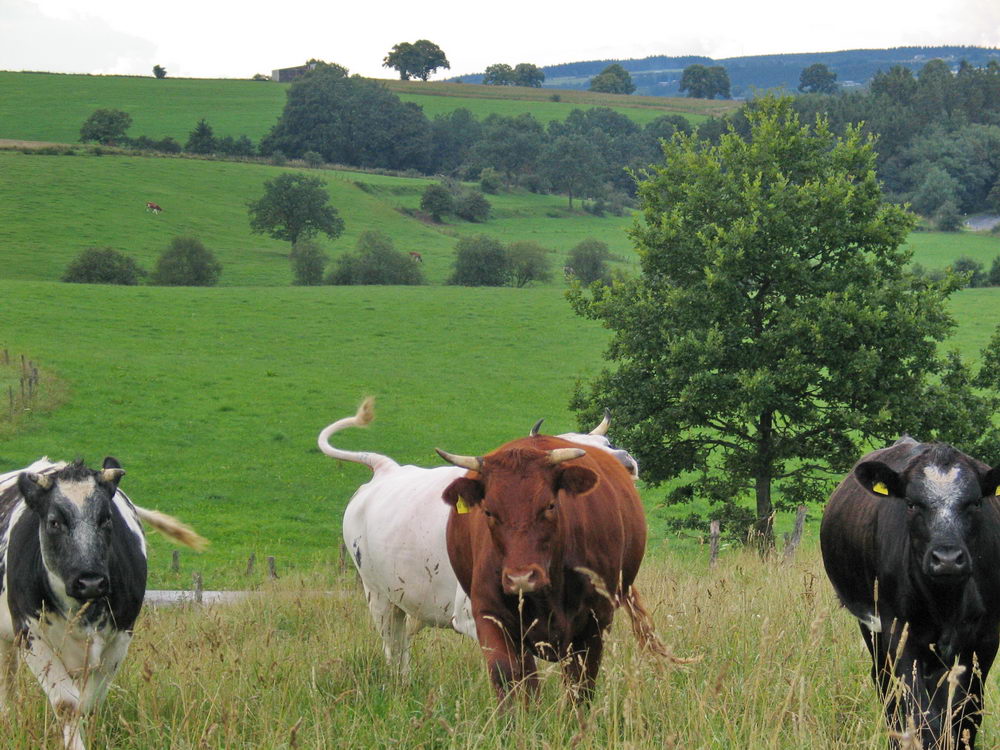 Cows in the Eifel