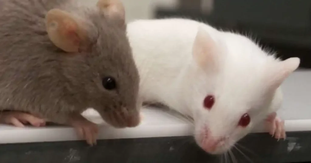 mice