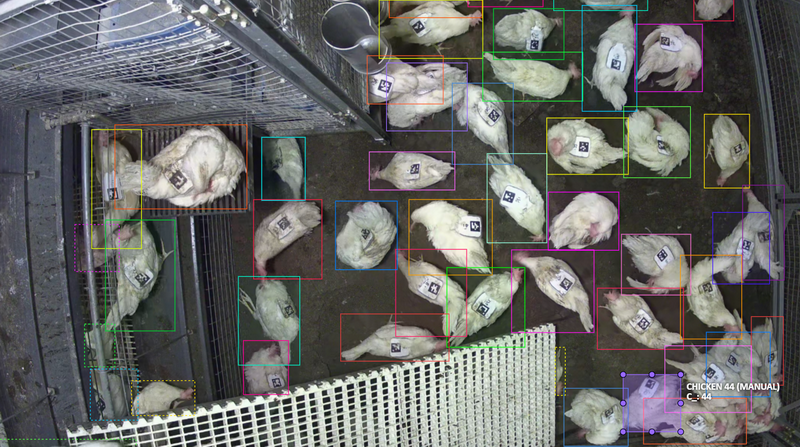 chickens with qr codes